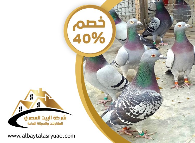 شركة مكافحة الحمام في ابوظبي