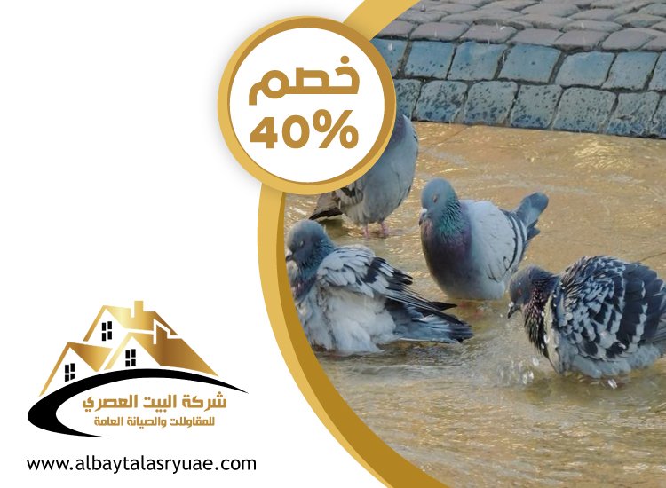 شركة مكافحة الحمام في عجمان