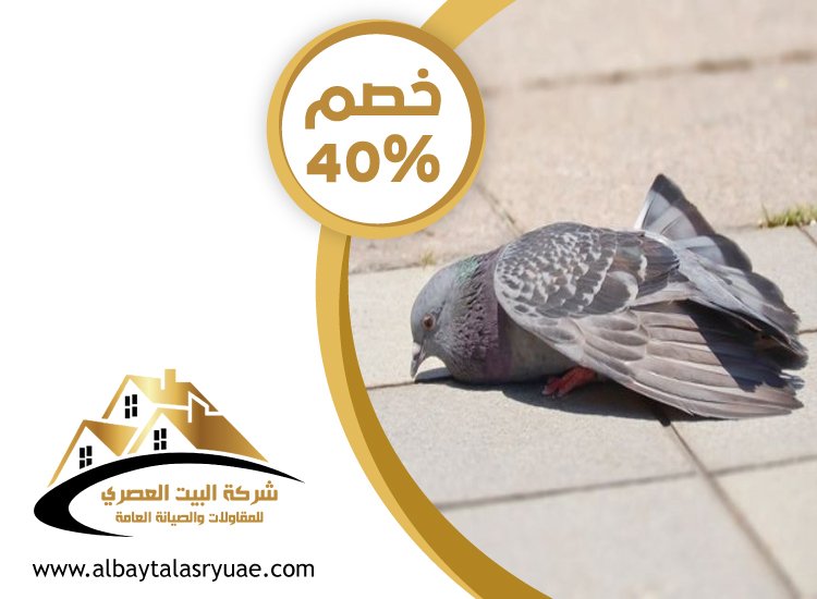 شركة مكافحة الحمام في ابوظبي