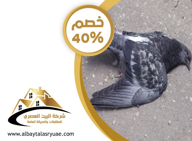 شركة مكافحة الحمام في رأس الخيمة