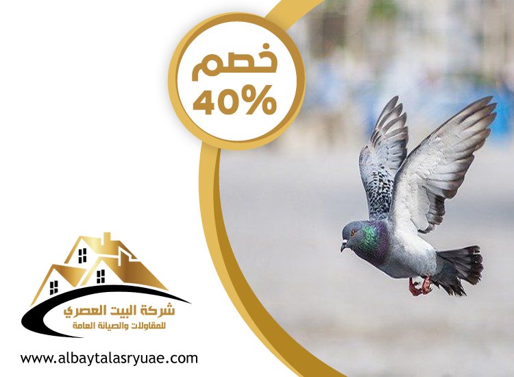 شركة مكافحة الحمام في عجمان
