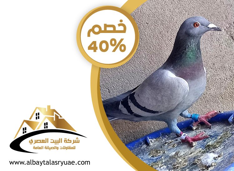 شركة مكافحة الحمام في عجمان