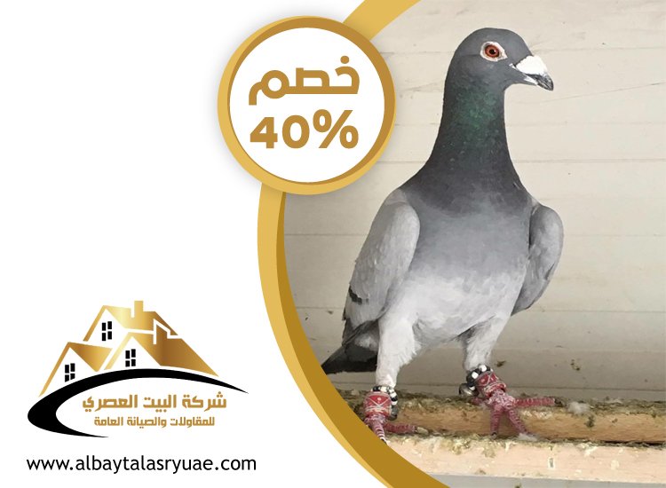 شركة مكافحة الحمام في الشارقة