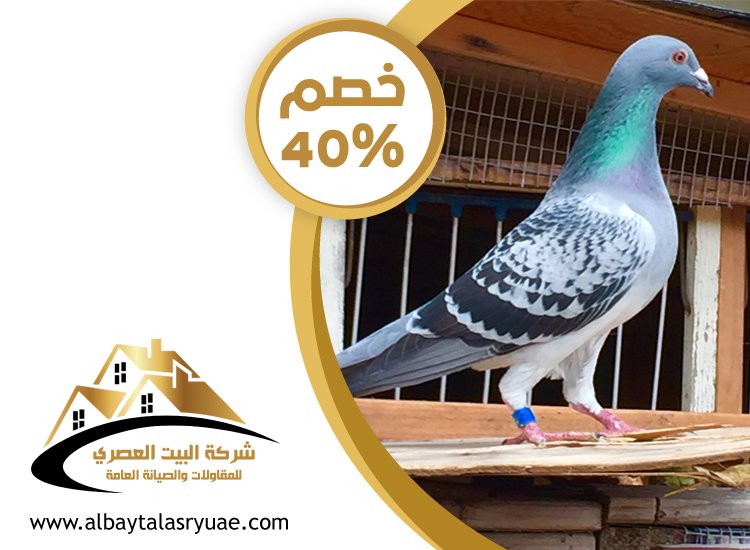 شركة مكافحة الحمام في رأس الخيمة