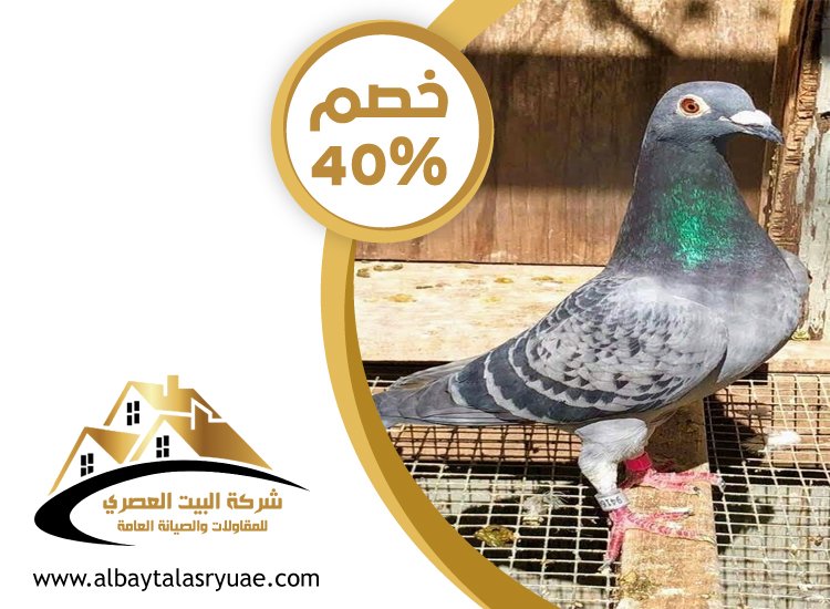 شركة مكافحة الحمام في الشارقة