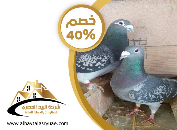 شركة مكافحة الحمام